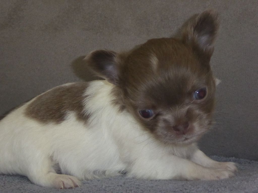 Chiot nés chez nous